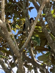 Quiscalus major