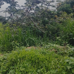 Cecropia obtusifolia