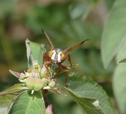 Liris haemorrhoidalis