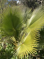 Washingtonia robusta