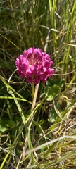 Trifolium burchellianum