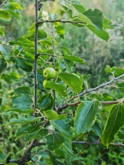 Ziziphus mucronata