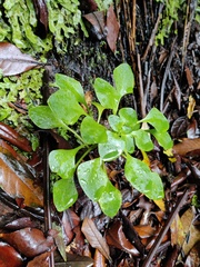 Aichryson divaricatum