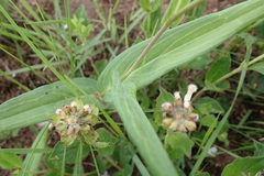 Senecio bupleuroides