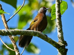 Trochalopteron peninsulae