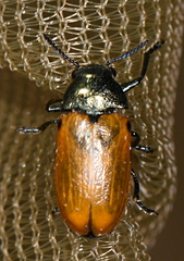 Labidostomis humeralis