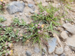 Laennecia artemisiifolia