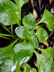 Aichryson divaricatum