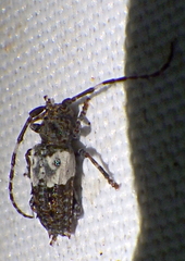 Pogonocherus hispidulus