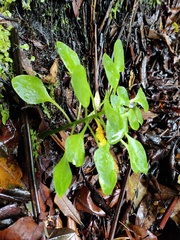 Aichryson divaricatum