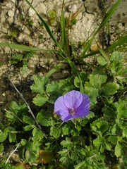 Erodium gruinum
