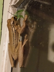 Trachycephalus mesophaeus