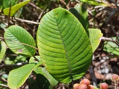 Davilla