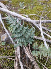 Pellaea atropurpurea