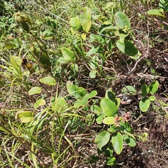 Davilla