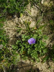 Erodium gruinum