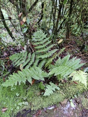 Dryopteris maderensis