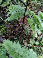 Dryopteris maderensis