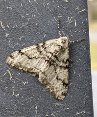 Phigalia strigataria