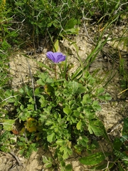 Erodium gruinum