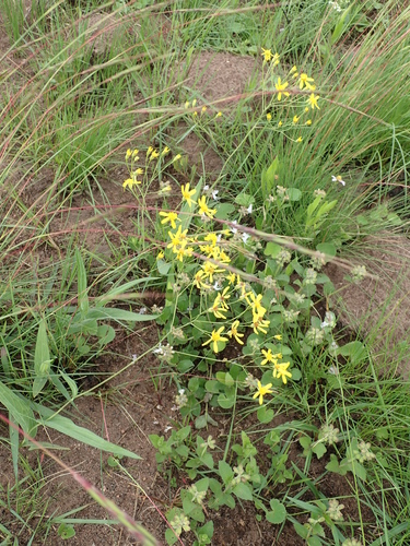Image of Senecio bupleuroides by no rights reserved