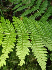 Dryopteris maderensis