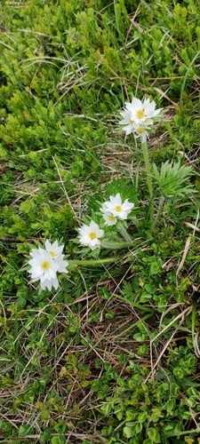 Anemone narcissiflora iNat (3)