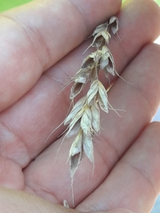 Bromus hordeaceus