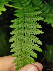 Dryopteris maderensis