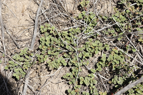 Image of Hermannia sp11 by (c) Tony Rebelo, some rights reserved (CC BY-SA)