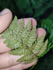 Dryopteris maderensis