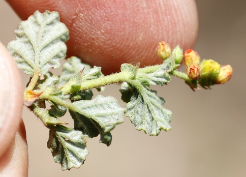 Image of Hermannia sp11 by (c) Tony Rebelo, some rights reserved (CC BY-SA)