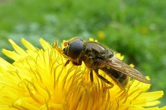 Cheilosia canicularis
