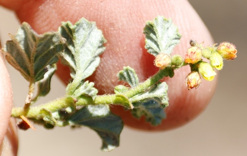 Image of Hermannia sp11 by (c) Tony Rebelo, some rights reserved (CC BY-SA)