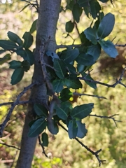 Mystroxylon aethiopicum