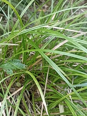 Carex uncinata