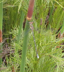 Chlorolestes conspicuus