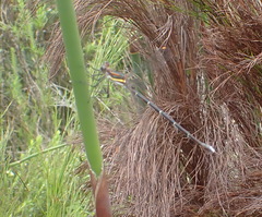 Chlorolestes conspicuus