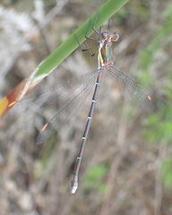 Chlorolestes conspicuus