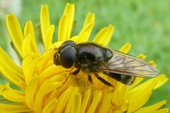 Cheilosia canicularis