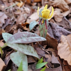 Erythronium