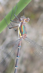 Chlorolestes conspicuus