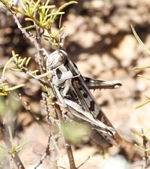 Cyrtacanthacris tatarica