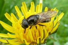 Cheilosia canicularis