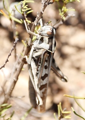 Cyrtacanthacris tatarica