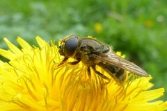 Cheilosia canicularis