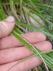 Carex uncinata