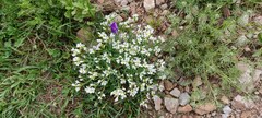 Arabis caucasica