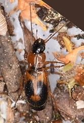 Badister lacertosus