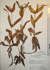Potamogeton alpinus